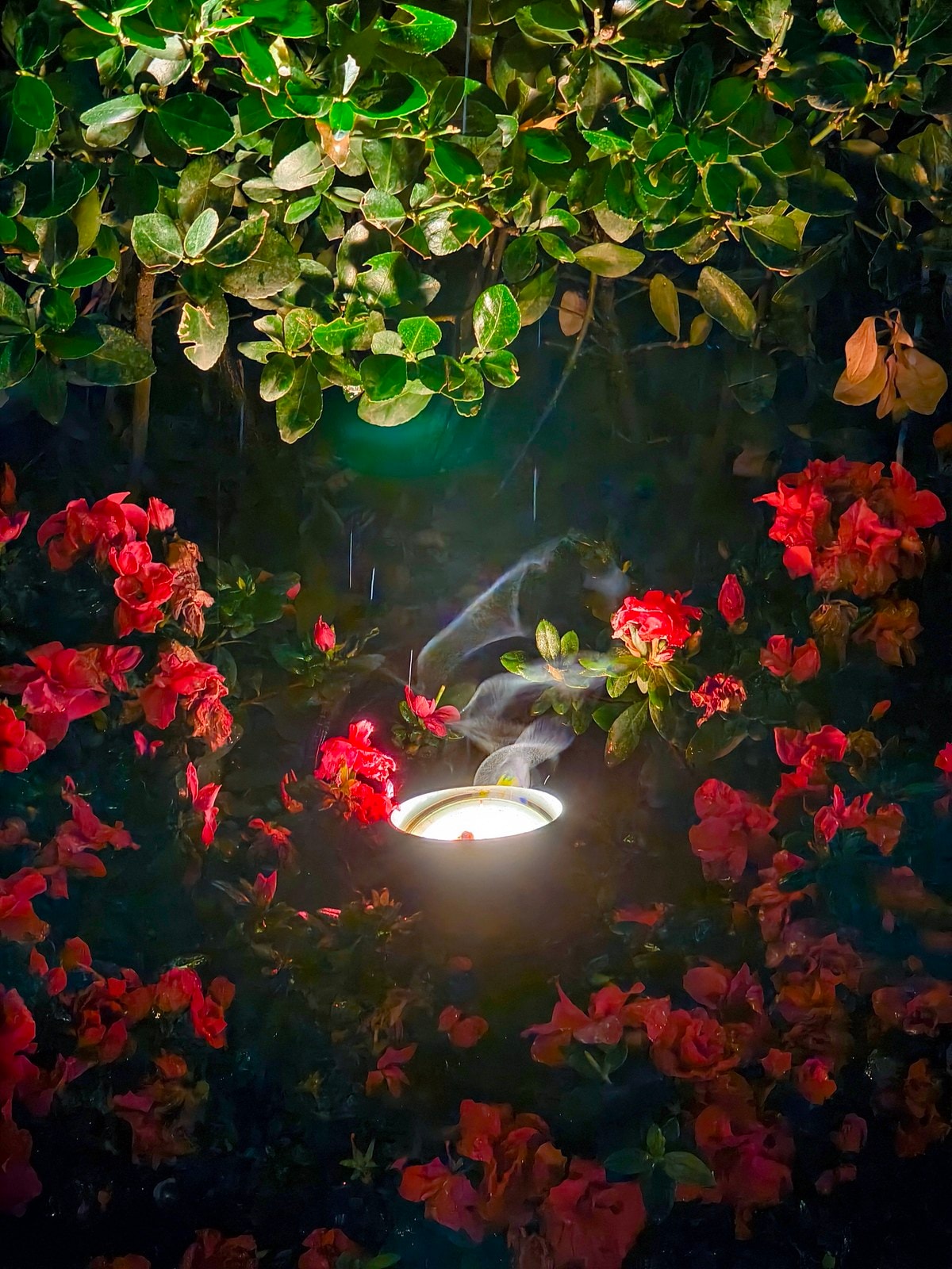 夏日最后的夜晚